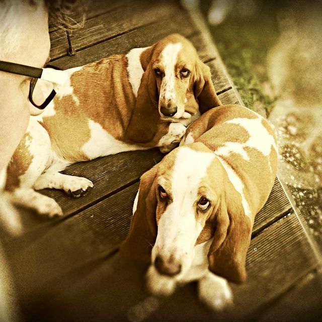 2 traurig guckende Basset-Hunde